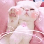 Avatar of Afshan Nisar